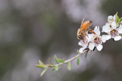 Manuka honey flowers